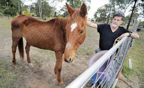 Peter Schuback with his sick horse – a blood sample to determine if it had a case of hendra virus went missing for almost two weeks. Peter Schuback with his sick horse – a blood sample to determine if it had a case of hendra virus went missing for almost two weeks.